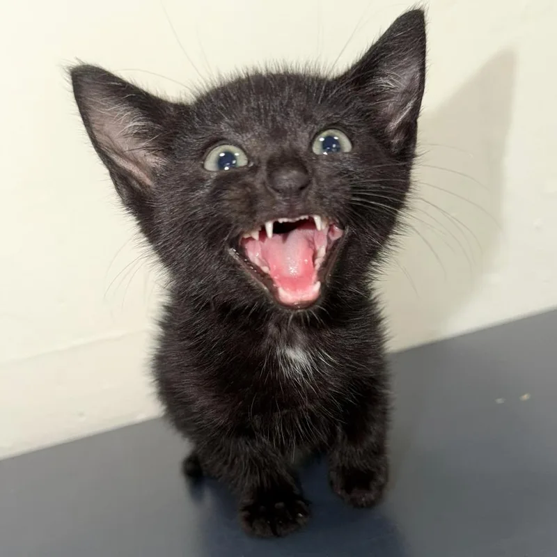 A baby small-sized male Black Domestic Short Hair cat named Ebony for adoption in Warrensburg, MO