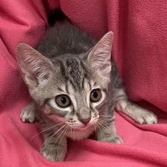 A baby medium-sized female Tabby (Gray / Blue / Silver) Tabby cat named Cleocatra for adoption in Green Valley, AZ
