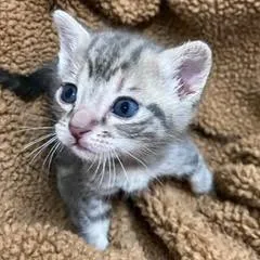 Cleocatra thumbnail 2