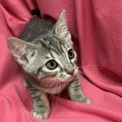 Cleocatra thumbnail 5