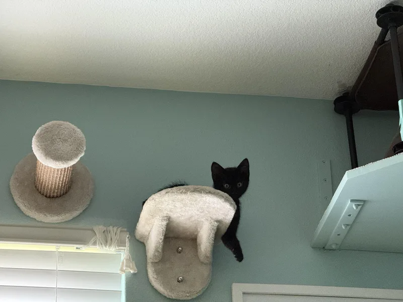 A baby small-sized male Domestic Medium Hair cat named Wally for adoption in Tampa, FL