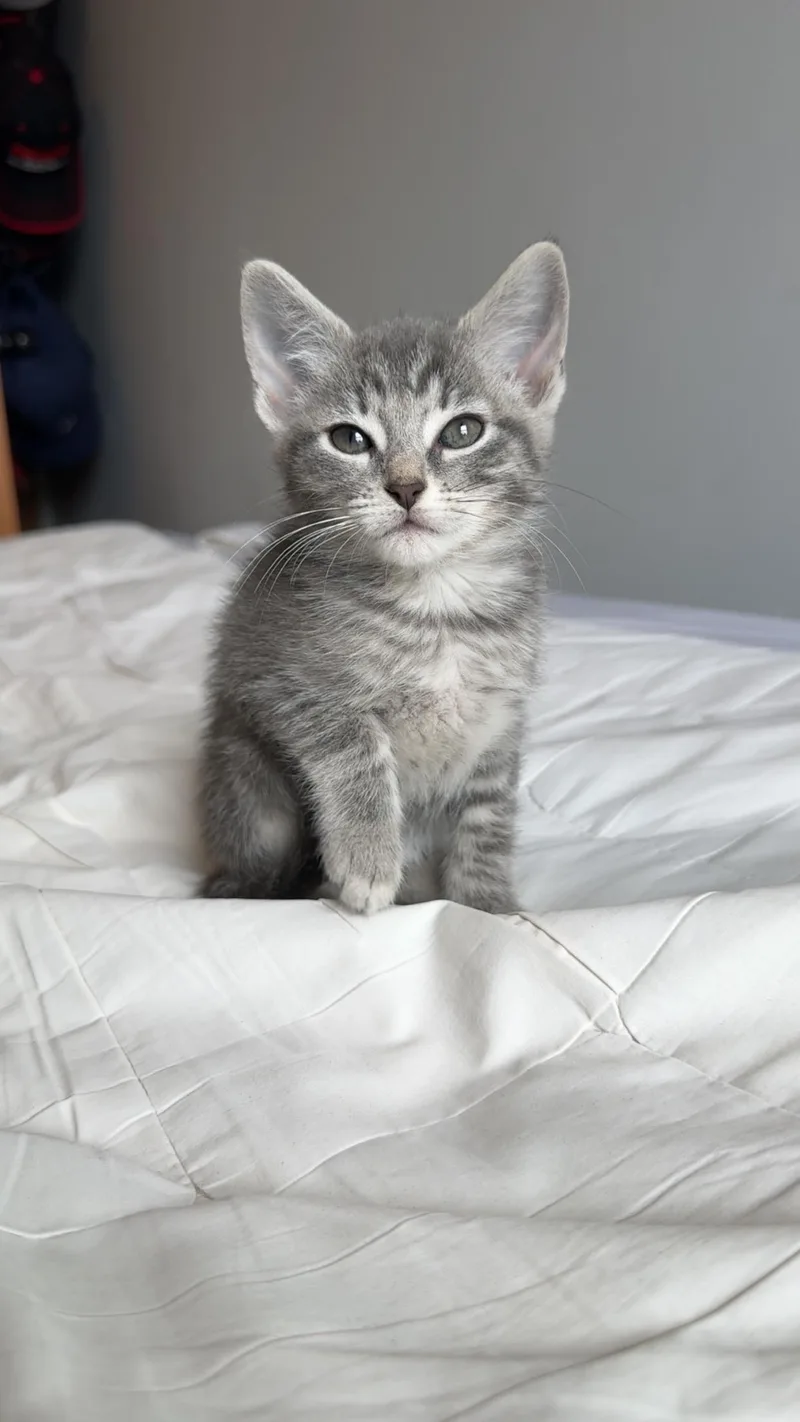 Mouse