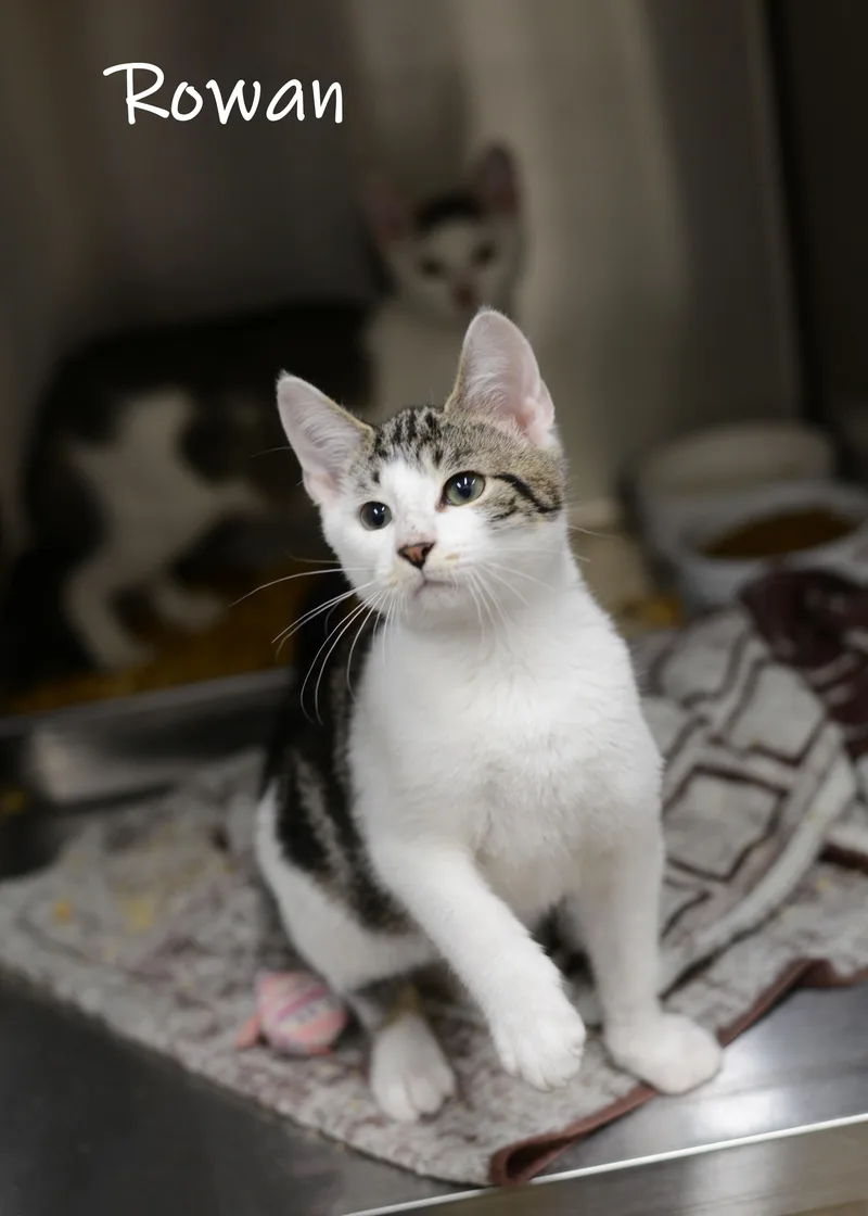 A baby small-sized male Gray & White Domestic Short Hair cat named Rowan for adoption in Bishop, GA