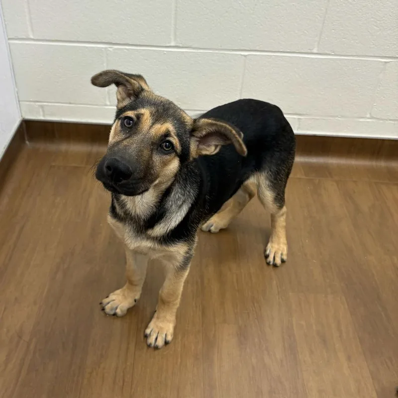 A baby medium-sized female Black German Shepherd Dog dog named Ramona for adoption in Beaumont, TX
