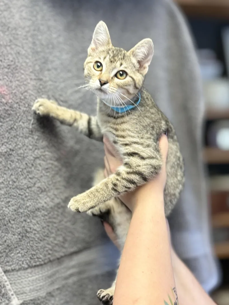 A baby medium-sized female Tabby (Brown / Chocolate) Domestic Short Hair cat named Sue Ellen for adoption in Anderson, IN