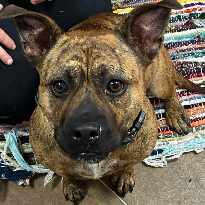 A young medium-sized male Brindle American Bulldog dog named Shorty for adoption in Petersburg, IL