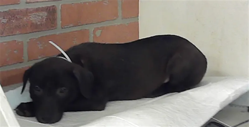 A baby small-sized male Labrador Retriever dog named Sid for adoption in Houston, TX