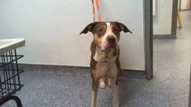 An adult medium-sized female Mixed Breed dog named Taco Belle for adoption in Charlotte, NC