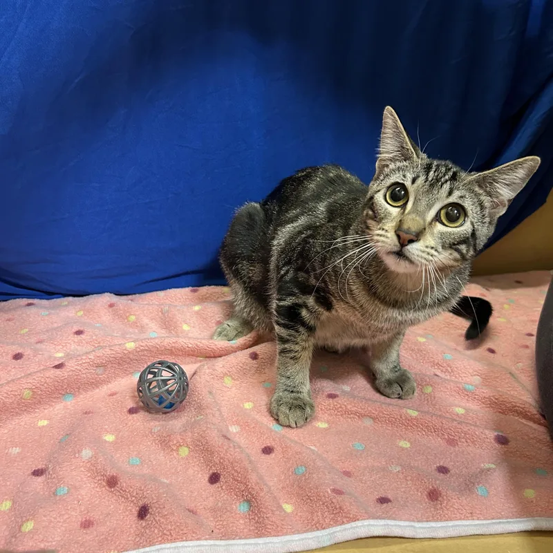 A baby medium-sized female Tabby (Gray / Blue / Silver) Tabby cat named Thea and Athena for adoption in Spring Branch, TX