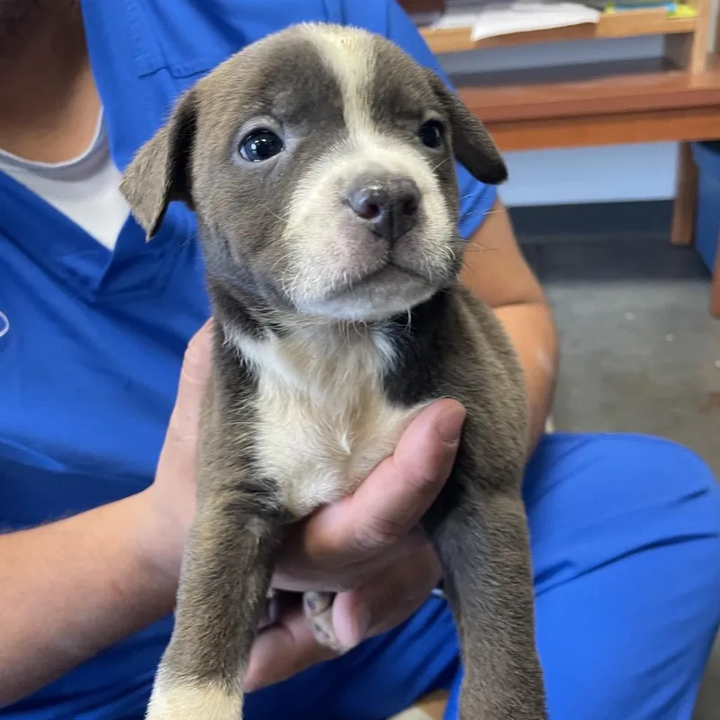 A baby medium-sized male Black Mixed Breed dog named Moose for adoption in Dickinson, TX