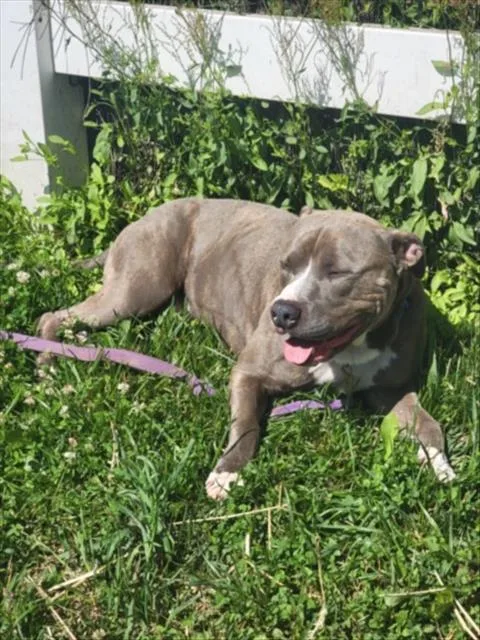 An adult large-sized male American Staffordshire Terrier dog named Seabiscuit for adoption in Derwood, MD
