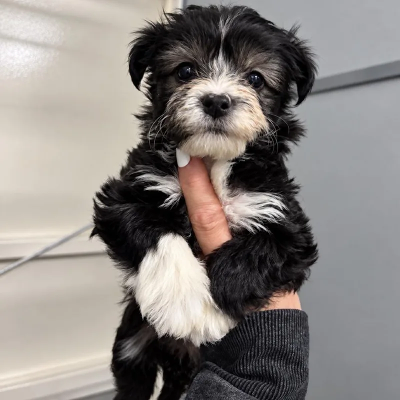A baby small-sized female Black Standard Poodle dog named Widget for adoption in Fredericksburg, TX