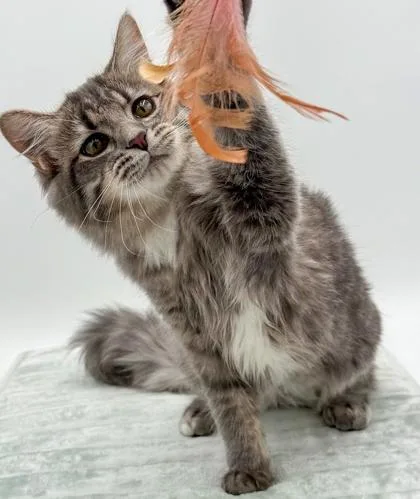 Cheddar~
