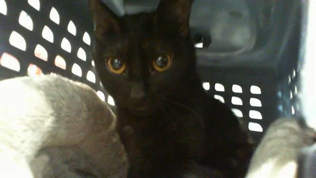 A young medium-sized female Domestic Short Hair cat named Luci for adoption in Charlotte, NC