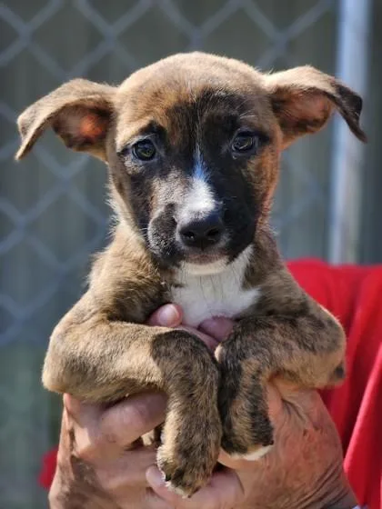 A baby large-sized female Shepherd dog named Joanna for adoption in West Chester, PA