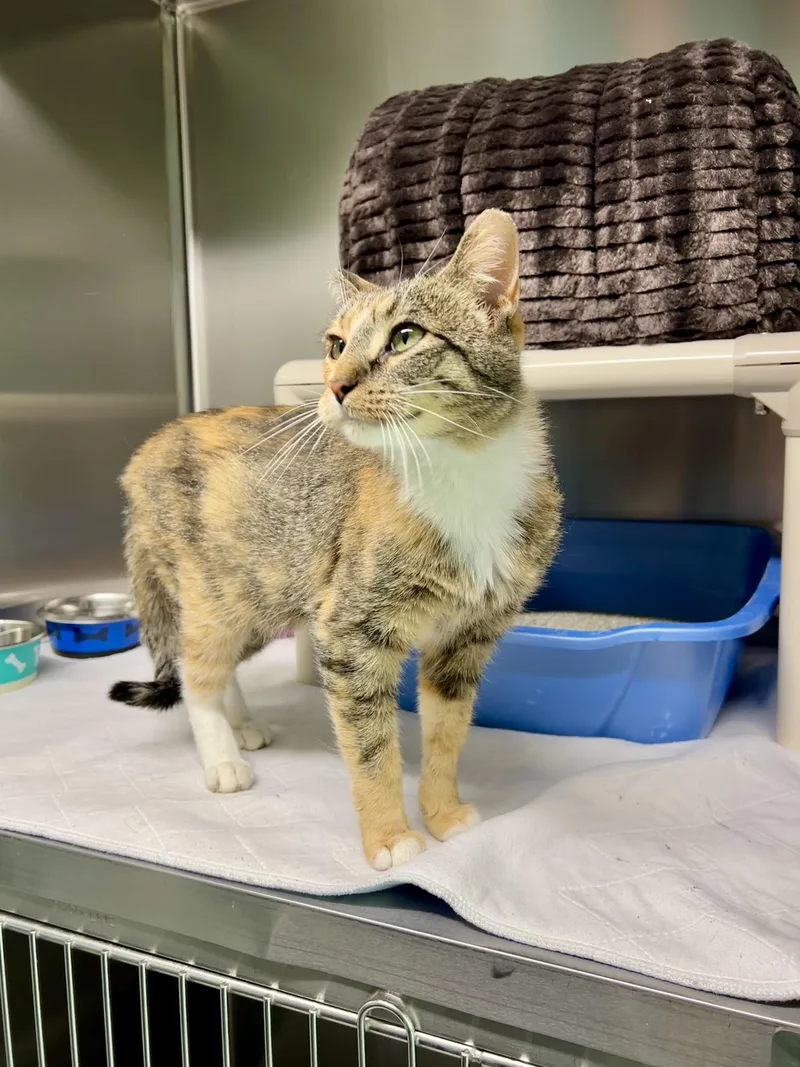 An adult medium-sized female Calico Domestic Short Hair cat named S'mores for adoption in Jamestown, ND