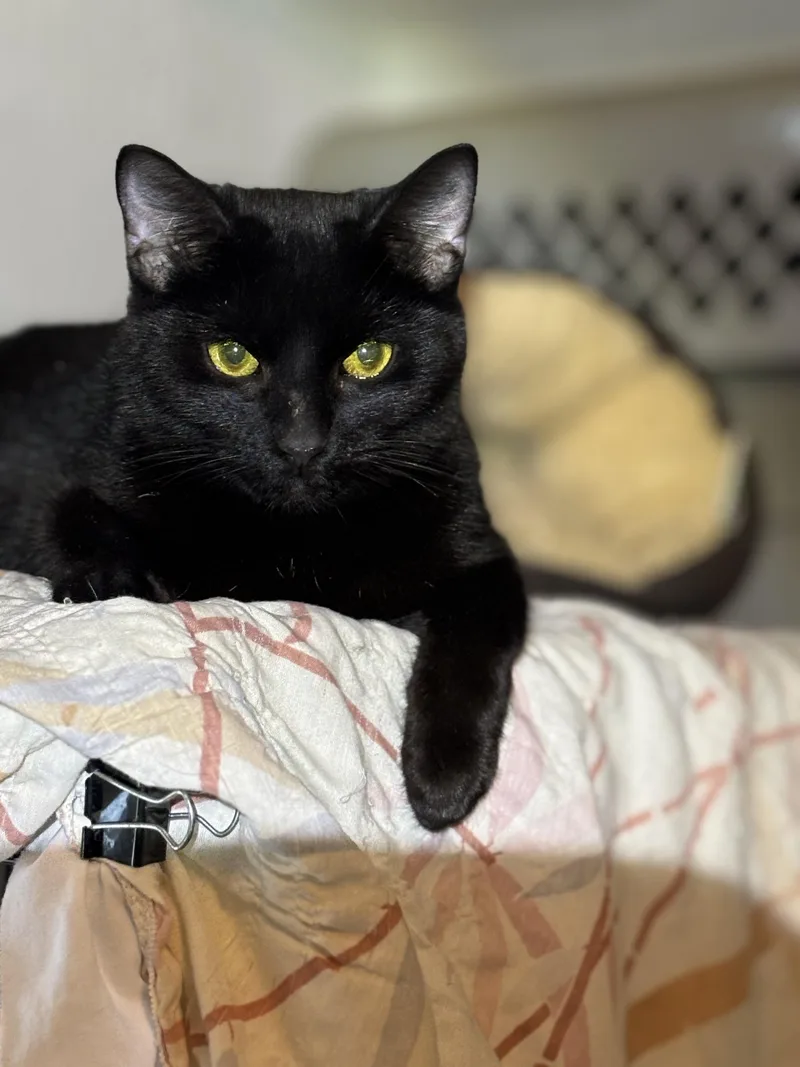 A young medium-sized male Black Domestic Short Hair cat named Ed for adoption in Pittsburgh, PA