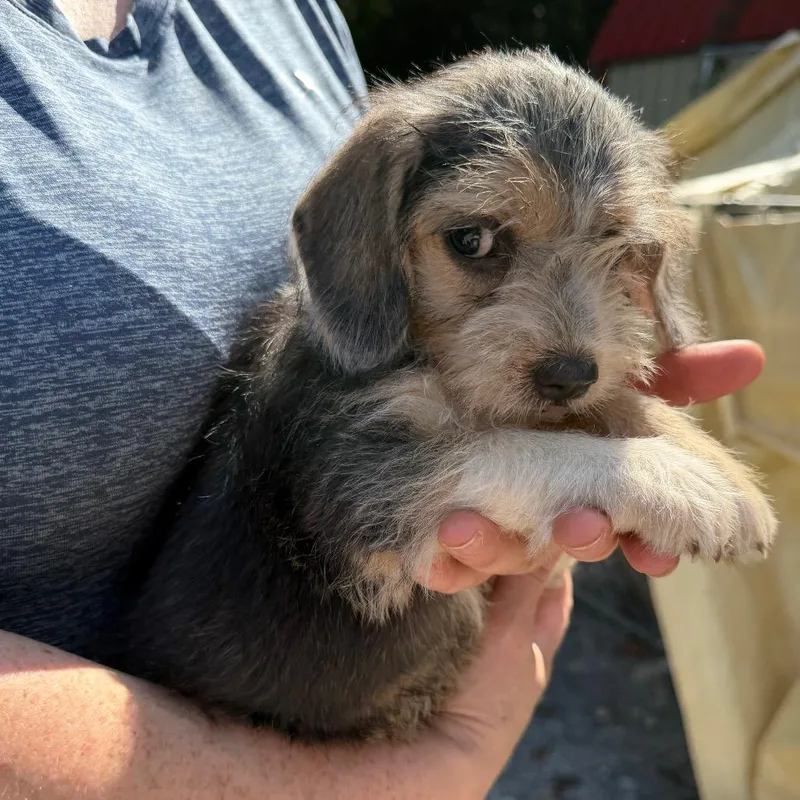 Louie