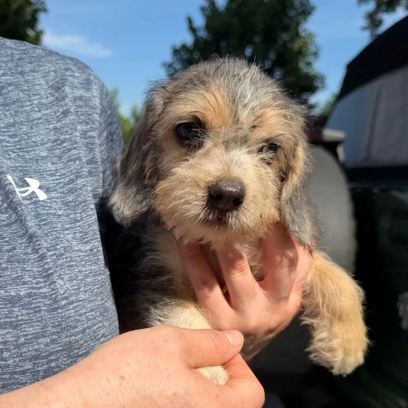 Louie thumbnail 4
