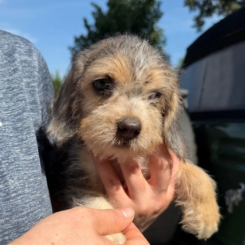 Louie thumbnail 5