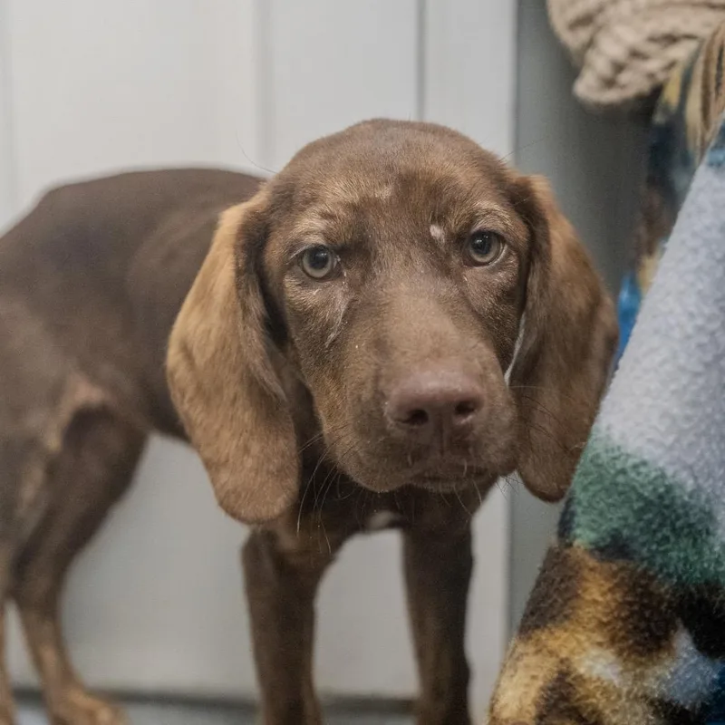 A baby medium-sized female Brown / Chocolate Bloodhound dog named Ocean for adoption in Pawling, NY