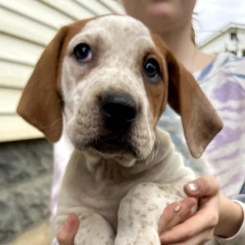 A baby small-sized male Red / Chestnut / Orange Plott Hound dog named Rojo for adoption in Southington, OH