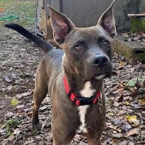 A baby medium-sized male Brindle Belgian Shepherd / Malinois dog named Burger for adoption in Hopkinton, MA
