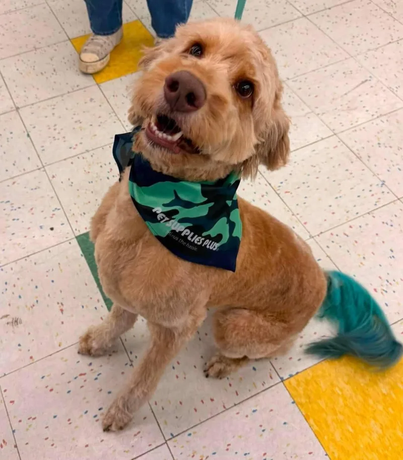 An adult small-sized male Golden Retriever dog named Buddy for adoption in Fairmont, WV