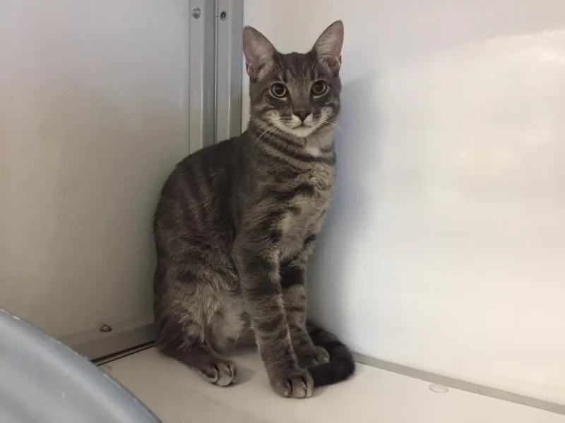 Appaloosa  Palomino thumbnail 2