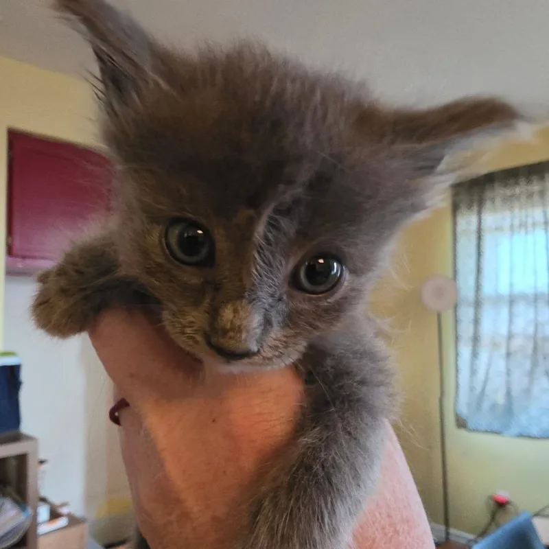 A baby small-sized female Gray / Blue / Silver Domestic Medium Hair cat named Honor for adoption in Escondido, CA