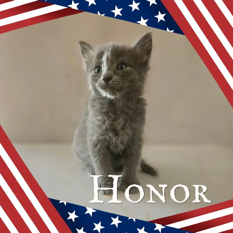 Honor thumbnail 4
