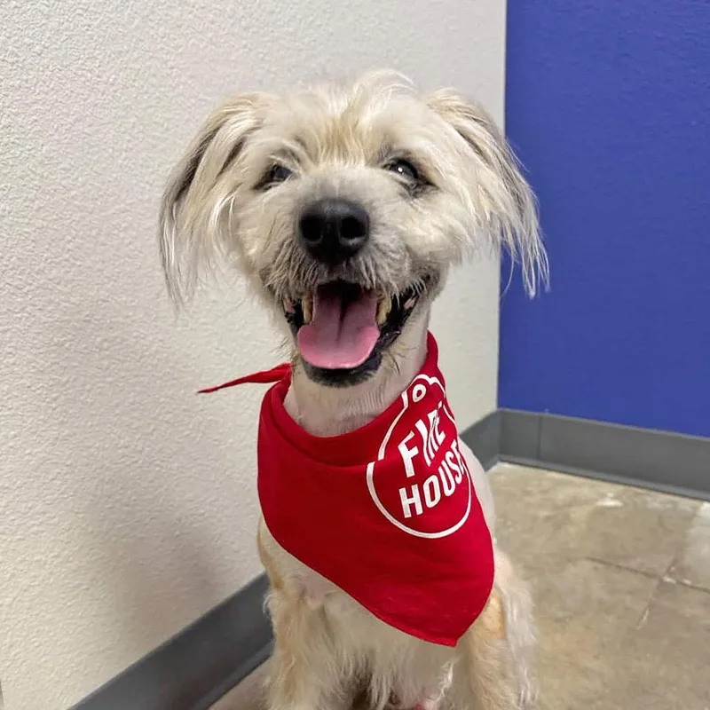A young medium-sized male White / Cream Mixed Breed dog named Captain for adoption in Leander, TX