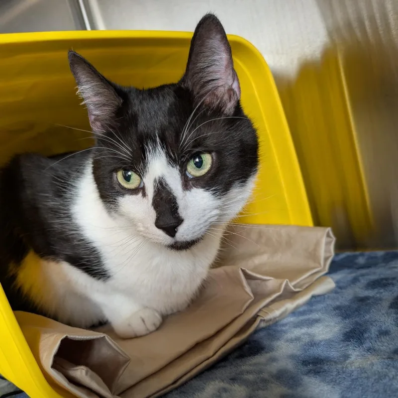 An adult large-sized male Black American Shorthair cat named Clyde for adoption in Manhattan, KS