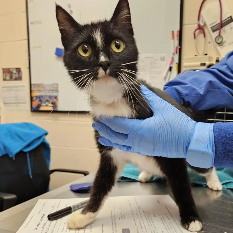 A young medium-sized female Black Domestic Short Hair cat named SiennaSee my video for adoption in Springfield, MA