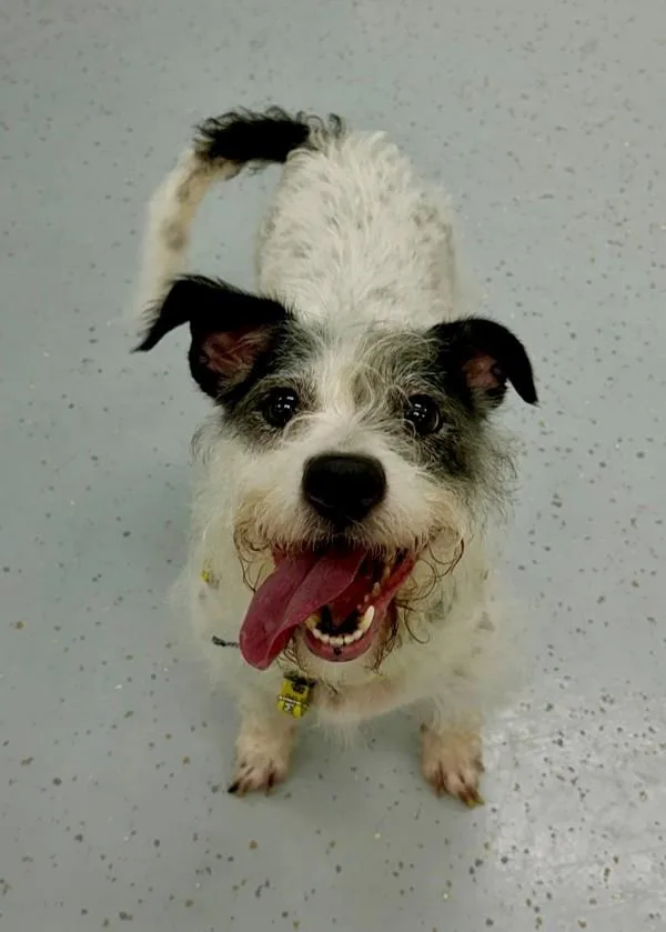 An adult small-sized female Terrier dog named Zola for adoption in Skillman, NJ