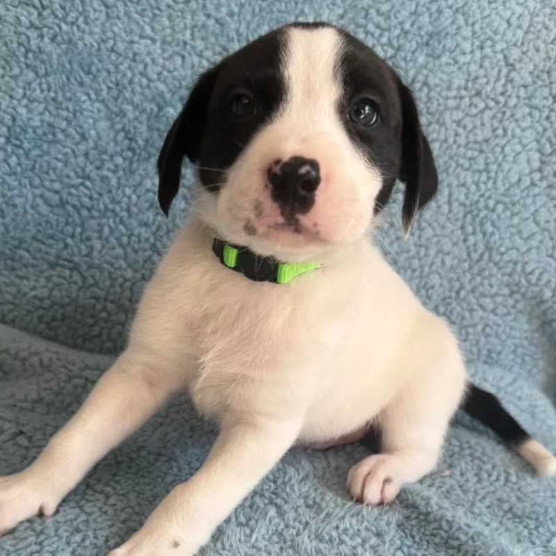 A baby medium-sized male Black Cattle Dog dog named Dawson for adoption in St. Peters, MO