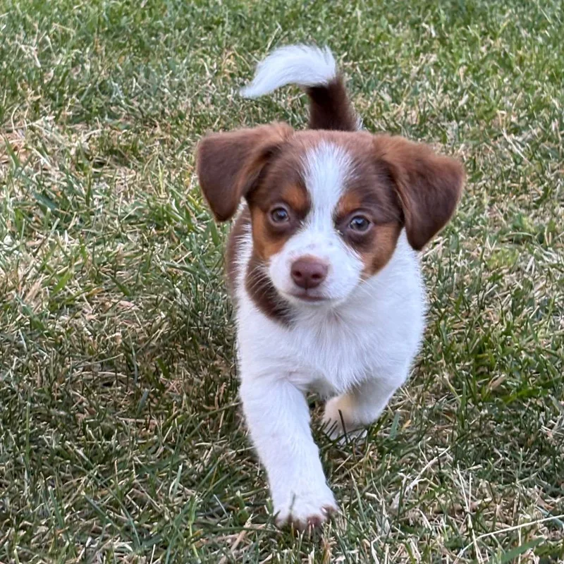 A baby small-sized male White / Cream Mixed Breed dog named Pain Perdu for adoption in Point Richmond, CA
