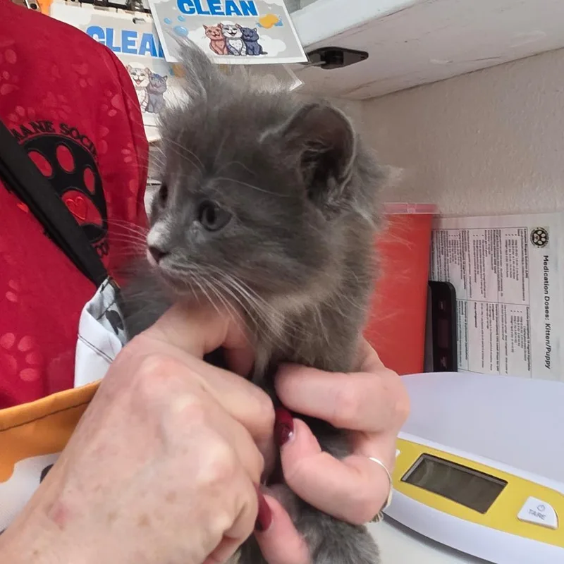 A baby small-sized female Domestic Medium Hair cat named Opal for adoption in Allyn, WA