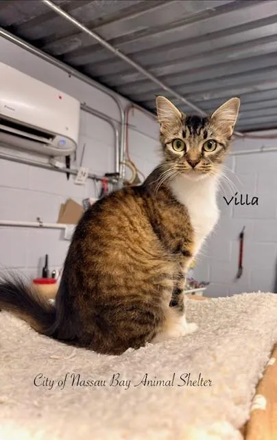 A young medium-sized female Tabby (Brown / Chocolate) Domestic Medium Hair cat named F Villa for adoption in Nassau Bay, TX