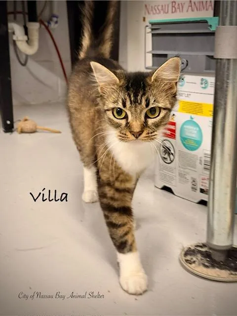 F Villa thumbnail 2