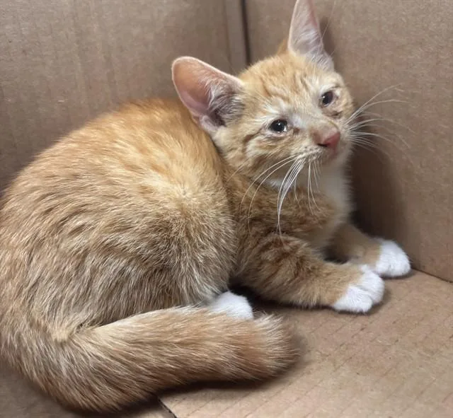 A baby small-sized female Domestic Short Hair cat named Sparks for adoption in Fort Lauderdale, FL