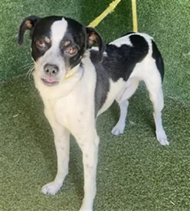 A young small-sized male Chihuahua dog named Tommy for adoption in Lancaster, CA