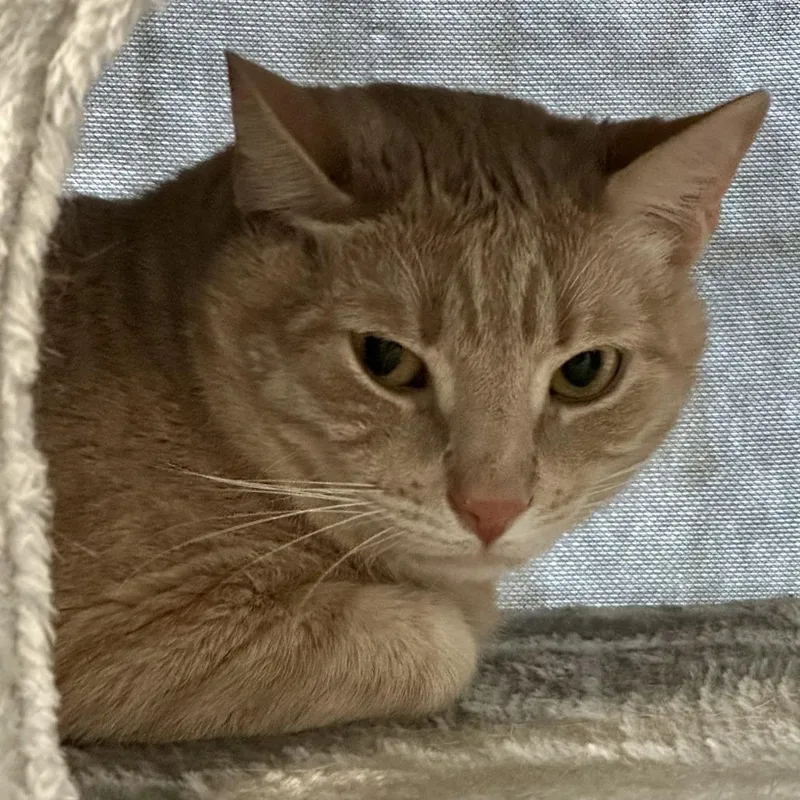 An adult large-sized male Buff / Tan / Fawn Domestic Short Hair cat named Dennis for adoption in Saratoga Springs, NY