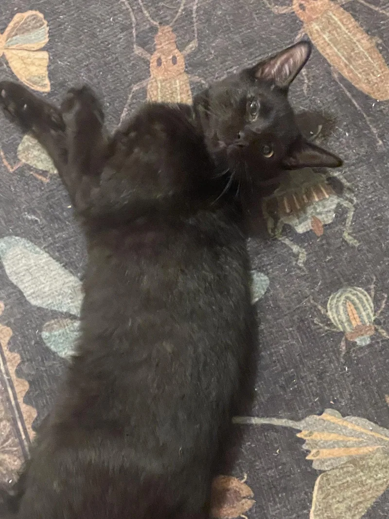 A baby medium-sized male Black Domestic Short Hair cat named Carbon for adoption in Walled Lake, MI