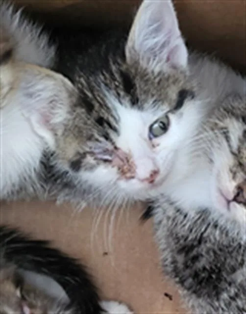A baby medium-sized female Domestic Long Hair cat named Orchard for adoption in Dallas, TX
