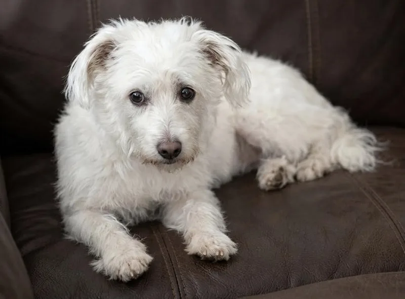 An adult medium-sized male White / Cream Standard Poodle dog named Charlie for adoption in Upland, CA