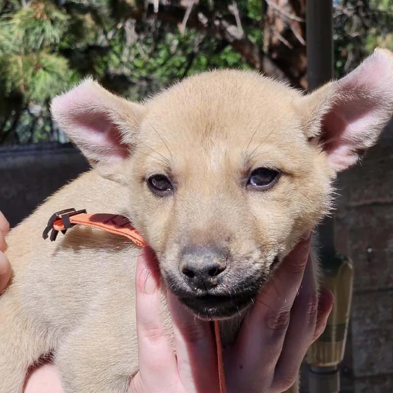 A baby small-sized female German Shepherd Dog dog named Cedar Lily for adoption in Lakewood, CO