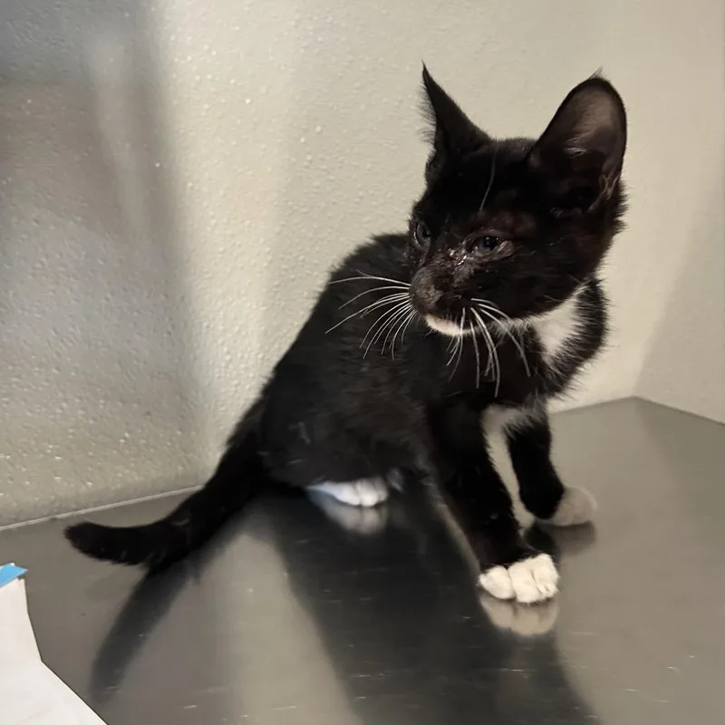 A baby small-sized male Black Domestic Short Hair cat named Uncle Art for adoption in Long Beach, CA