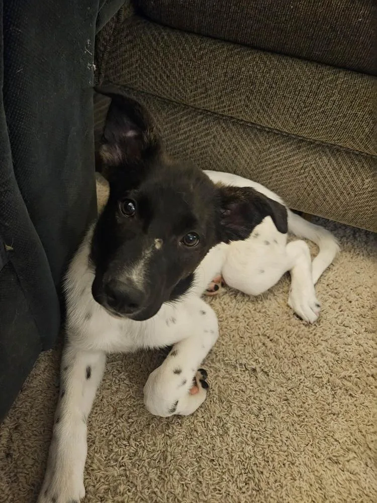 A baby small-sized male Shepherd dog named Moose for adoption in Rockland, WI