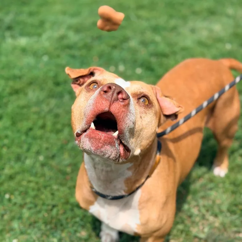 An adult medium-sized female Yellow / Tan / Blond / Fawn Mixed Breed dog named Bella for adoption in Huntington, WV